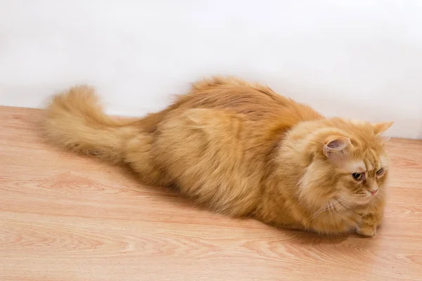 Fluffy Ginger Cat Calm State Lies Wooden Floor White Background — стоковое фото