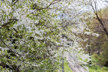 Çiçek açan kiraz ağaçlarının seçici odak ve arka planda bulanık arkaplan üzerindeki dallarının parçaları