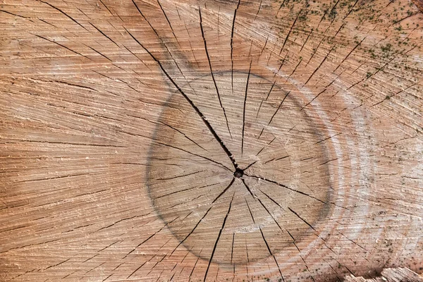 成長リング 亀裂やチェーンソーの仕事の痕跡とクルミの木の幹の横断カットの背景 — ストック写真