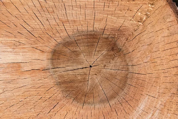 核桃树树干的一部分 横切与生长环 裂缝和链锯的痕迹 — 图库照片