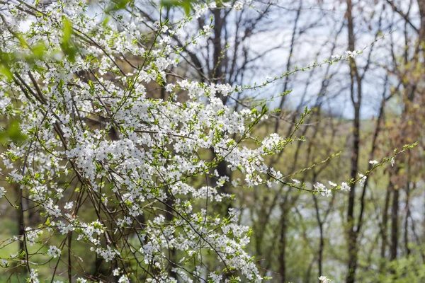 Çiçek açan kiraz ağacının dalları seçici odak ve arka plandaki diğer ağaçların bulanık arka planında