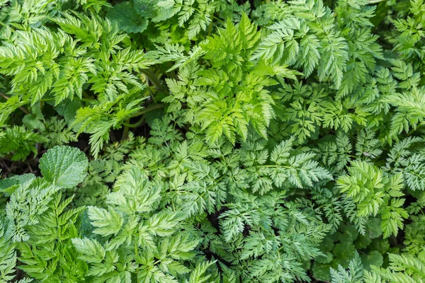 Piante Con Giovani Foglie Dentellate Seghettate Profonde Vista Dall Alto — Foto Stock