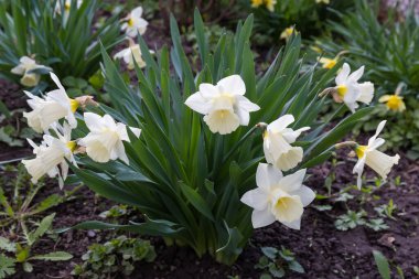 Çiçek açan narsislerin çalıları beyaz taç yaprakları ve çiçek tarhında büyüyen beyaz trompet şeklindeki korona