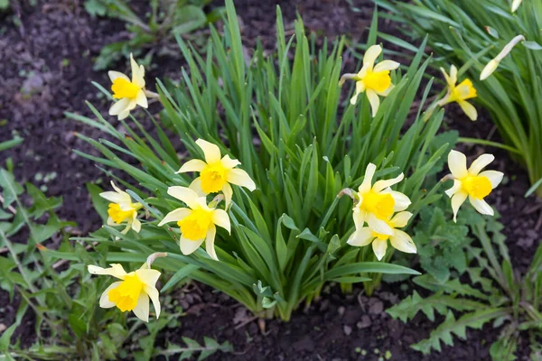 Bush Flowering Cultivated Narcissus Yellow Petals Yellow Trumpet Shaped Corona — Foto de Stock
