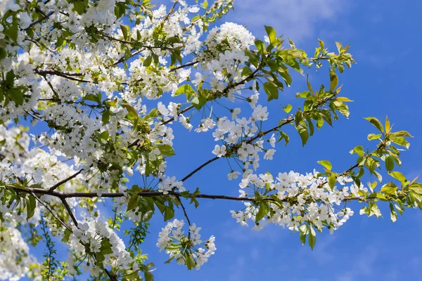 Větve Třešně Pozadí Oblohy Selektivním Zaměření — Stock fotografie