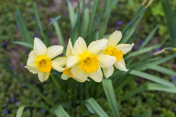 Narciso Floración Cultivado Con Pétalos Amarillos Corona Forma Copa Amarilla —  Fotos de Stock