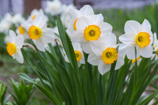 Narciso Floración Cultivado Con Pétalos Blancos Corona Amarilla Forma Copa — Foto de Stock