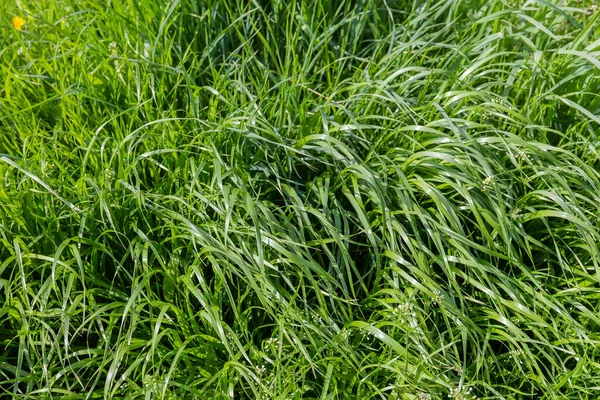 Fragment Clairière Envahi Par Herbe Haute Autres Plantes Parmi Elle — Photo