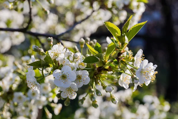 樱桃树的枝干开始开花时背景模糊 有选择的焦点 — 图库照片