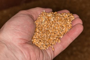 Bir avuç taze hasat edilmiş olgun buğday tanesi koyu bir arka planda samandan tamamen temizlenmemiş, seçici odak noktasında yakın plan.