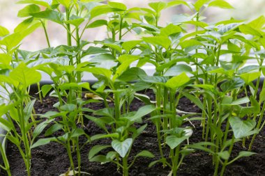 Tohumları filizlendirdikten sonra taze biber tohumları seçici odak noktasında yakın plan çekimleri
