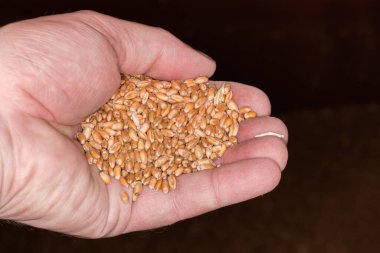 Bir avuç taze hasat edilmiş, olgun buğday tohumu koyu bir arka planda tamamen samandan temizlenmemiş.