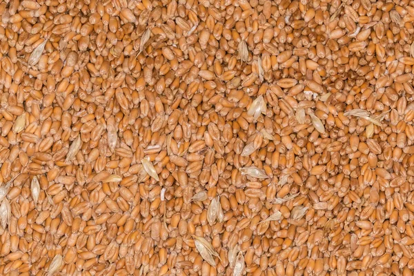 Grain Mûr Fraîchement Récolté Battu Blé Hiver Pas Complètement Débarrassé — Photo