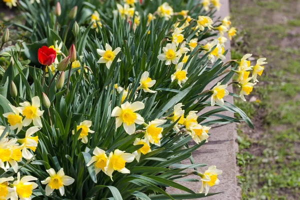 Plantación Del Narciso Cultivado Floración Con Pétalos Amarillos Corona Forma — Foto de Stock
