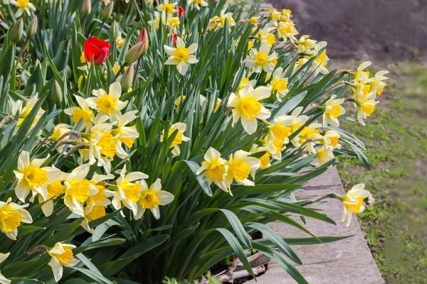 Plantación Del Narciso Cultivado Floración Con Pétalos Amarillos Corona Forma — Foto de Stock