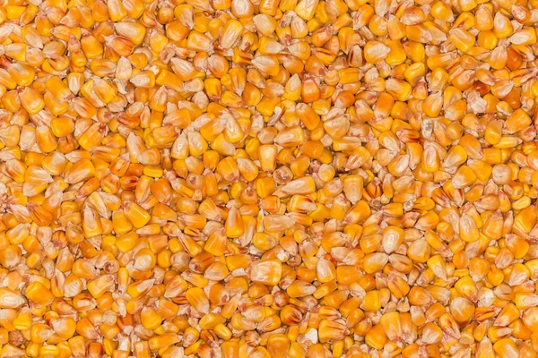 Freshly Harvested Ripe Grain Corn Threshed Cobs Background — Stock Photo, Image