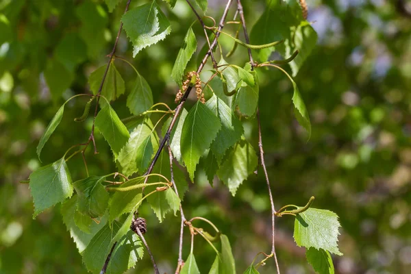 選択的焦点の他の枝のぼやけた背景にぶら下がっている若い葉とカタチを持つ白樺の枝 — ストック写真