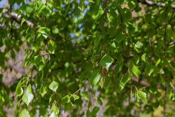 Branches Birch Young Leaves Catkins Hanging Blurred Background Other Branches — Stock Photo, Image