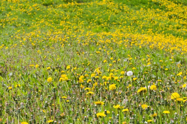 Glade Una Pendiente Colina Cubierta Con Floración Los Dientes León — Foto de Stock