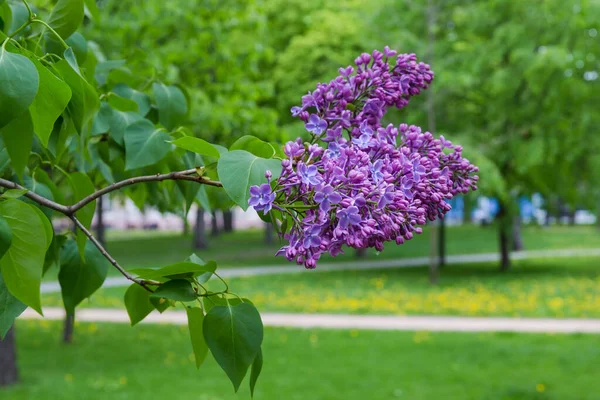Κλάδος Της Ανθοφορίας Πασχαλιές Ταξιανθίες Από Μοβ Λουλούδια Στο Πάρκο — Φωτογραφία Αρχείου