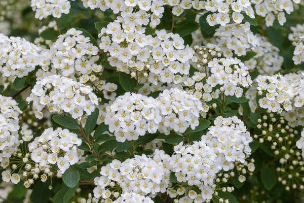 Bush Blommande Spiraea Med Kluster Smã Vita Blommor Och Blomknoppar — Stockfoto