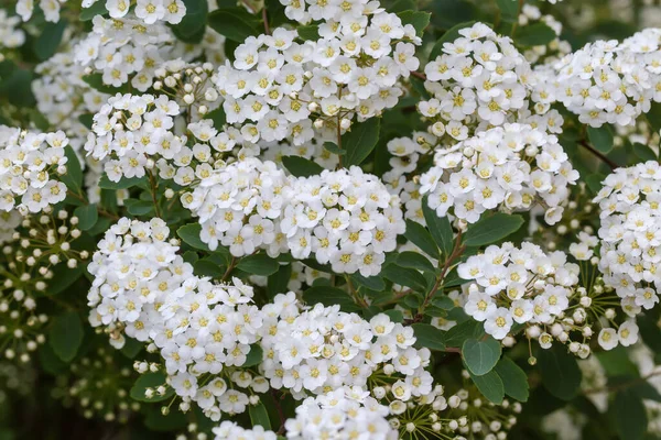 Μπους Της Ανθοφορίας Spiraea Συστάδες Μικρών Λευκών Λουλουδιών Και Μπουμπούκια — Φωτογραφία Αρχείου