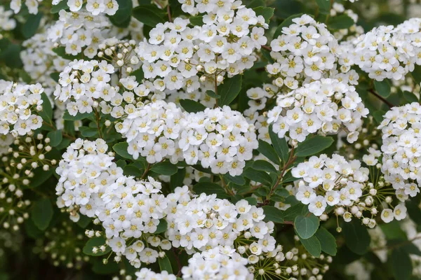 Bush Blommande Spiraea Med Kluster Smã Vita Blommor Och Blomknoppar — Stockfoto