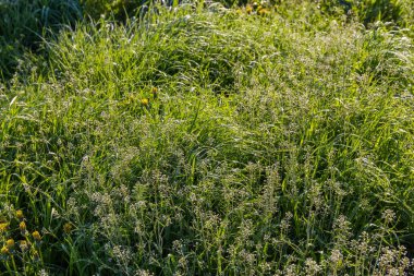 Çiçekli Capsella bursa-pastoris kökleri, aynı zamanda çoban çantası olarak da bilinir sabah çiğ ile kaplı yüksek otların arasında