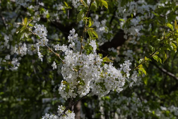 Rama Del Cerezo Durante Floración Sobre Fondo Oscuro Borroso Otros —  Fotos de Stock