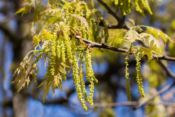 Branch Flowering Red Oak Catkins Young Leaves Blurred Background Close — Stock Photo, Image