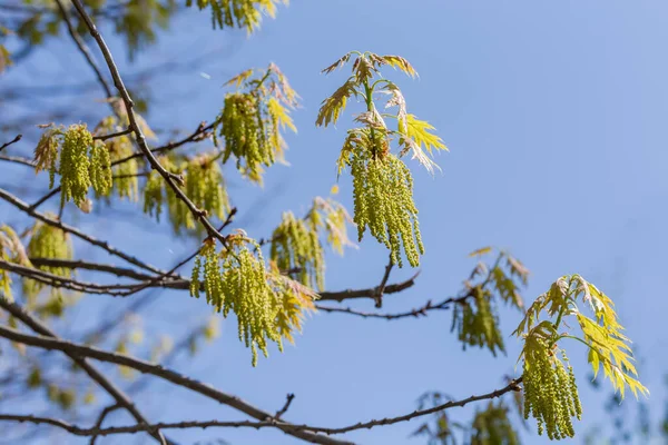 Ramas Del Roble Rojo Floreciente Con Amentos Hojas Jóvenes Sobre — Foto de Stock