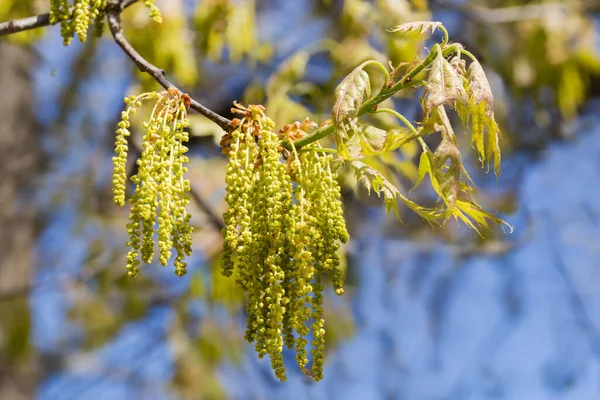 Branch Flowering Red Oak Catkins Young Leaves Blurred Background Close — Stock Photo, Image