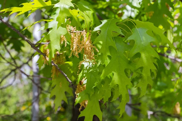 若い葉を持つ赤いオークの枝と他の枝のぼやけた背景に枯れてしまったCatkins 選択的な焦点でクローズアップ — ストック写真