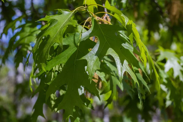 若い葉を持つ赤いオークの枝は ぼやけた背景にあり 選択的な焦点でクローズアップ — ストック写真