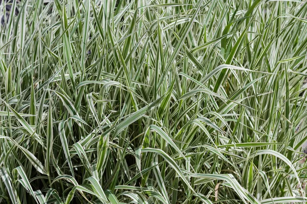 Süslü Sazlar Carex Morrowii Çeşidi Japon Otlağı Olarak Bilinir Çizgili — Stok fotoğraf