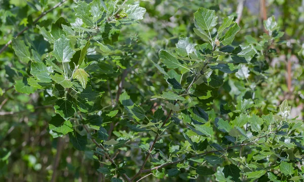 白いポプラの小さな枝 若い葉を持つシルバーリーフポプラとしても知られ 選択的な焦点でクローズアップ — ストック写真