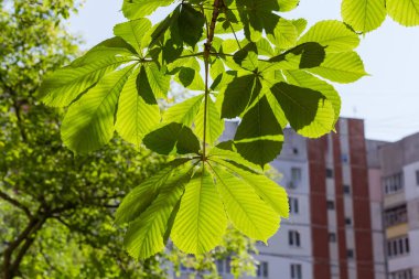 At kestanesinin diğer ağaçların ve çok katlı binanın bulanık arka planında sallanan taze yapraklı dalı.