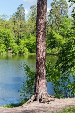 Gövdenin alt kısımları ve bir gölün dik kumlu kıyısında yetişen yaşlı çam ağacının kısmen korunmasız kökleri.