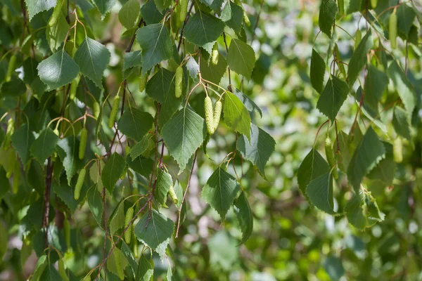 Ramas Del Abedul Con Hojas Jóvenes Amentos Colgando Sobre Fondo — Foto de Stock