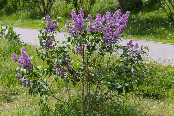 公園内の芝生の上に紫色の花序を持つ開花ライラックの小さな茂み — ストック写真