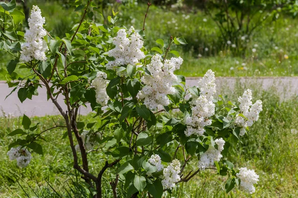 Pequeño Arbusto Flor Lila Con Inflorescencias Flores Blancas Césped Parque — Foto de Stock