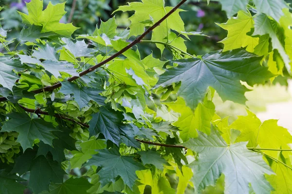 ノルウェーのカエデの枝に新鮮な葉と熟していない緑色の八重の翼の種子 いわゆるサマラ — ストック写真
