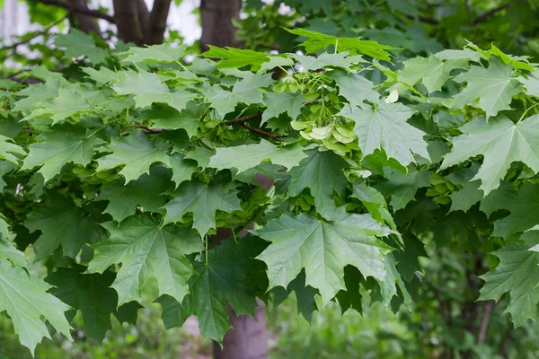 ノルウェーのカエデの枝に新鮮な葉と熟していない緑色の八重の翼の種子 いわゆるサマラ — ストック写真