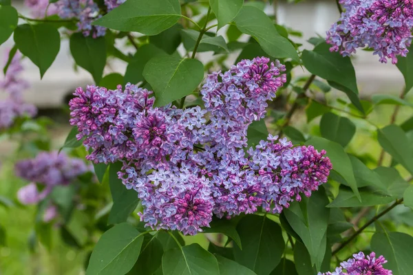 Inflorescencias Lila Púrpura Oscura Comienzo Floración Sobre Fondo Borroso Arbusto — Foto de Stock
