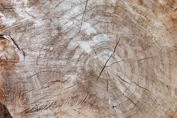 Textura Corte Transversal Velho Tronco Salgueiro Com Rachaduras Traços Trabalho — Fotografia de Stock