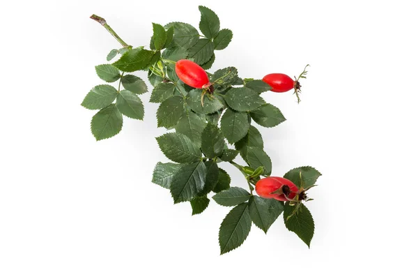 Kleiner Zweig Der Wildrose Mit Grünen Blättern Und Roten Hagebutten — Stockfoto