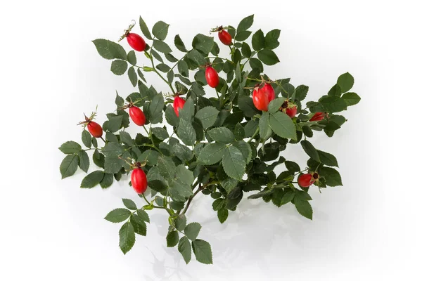 Branch Wild Dog Rose Green Leaves Red Rose Hips White — Stock Photo, Image