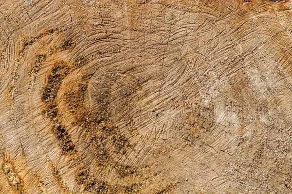 Textura Corte Transversal Velho Tronco Salgueiro Com Rachaduras Traços Trabalho — Fotografia de Stock