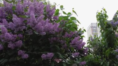 Yana doğru hareket ederken açan mor leylak çalıları