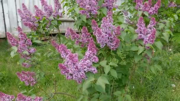在多风的阴天开花的紫色丁香小丛 — 图库视频影像